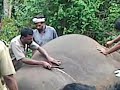 postmortem elephant