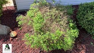 Allen's Tree Service - Lawn Care Tips - Call 636-532-5535