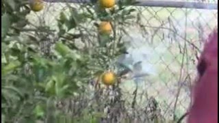 The Orange Grove Movie The Orange Grove Movie