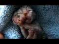 Two-faced kitten: Amazing footage of rare 'Janus cat' born in Oregon