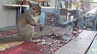 Nervous squirrel scared by birds Nervous squirrel scared by birds