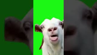 Funny Goat Blah Blah Sticking Out Tongue Green Screen