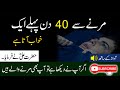 Mout Say 40 Din Pehle Yeh Khwab Ata Hay | Hazrat Imam Ali Quotes About Death Urdu/Hindi | Death
