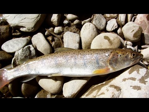ловля семги на малых реках ловля семги на малых реках