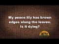 Q&A My Peace Lilly Has Brown Edges Along The Leaves Q&A My Peace Lilly Has Brown Edges Along The Leaves