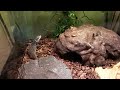 reptileshowtexasstyle
