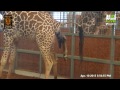 Katie the Giraffe Gives Birth!