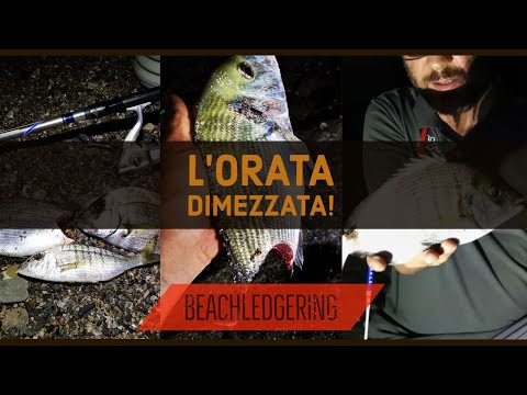 Beachledgering ORATE DIMEZZATE &amp; SARAGHI! Pesca a fondo in notturna - clipangler