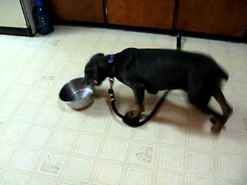 the hungry Video