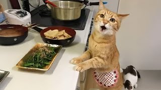 When Youre Living With The Most Polite And Incredible Cat Ever Cute Cats Video