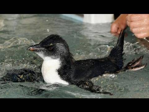 人工飼育のイワトビペンギンがプールデビュー　大阪・海遊館