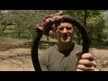 Largest Lizard On Earth Komodo Dragon Deadly 60 Indonesia Series Largest Lizard On Earth Komodo Dragon Deadly 60 Indonesia Series