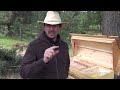 Beekeeping For Beginners Introducing Queen