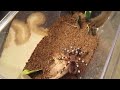 feeding time