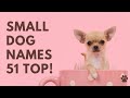 🐶 Small Dog Names 51 BEST 🐾 TOP 🐾 CUTE 🐾 Ideas | Names
