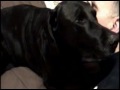 Escher my Black Lab being Stupid eating a greenie