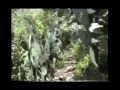Eritrea, trip to the cave of Abune Libanos (Enda Abba MeTaE) 1998, P2