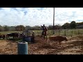 Brent Bennett performance horses... Training horses... To wet to rope... Box work