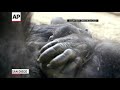 Gorilla Born at San Diego Zoo