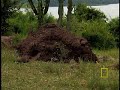 mongoose