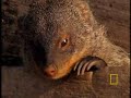 mongoose