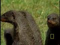 mongoose