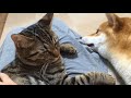 Cutes cats| Cutest dog & cat in the world | Cute dogs clips #15