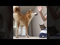 Cutes cats| Cutest dog & cat in the world | Cute dogs clips #15