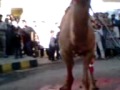 CUTTING CAMEL 2011