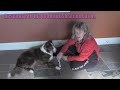 Rehabbing From Brain Injury . . . One Dog's Journey