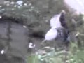 手賀沼湖北集水路河口周辺のハクチョウ10-07-24 MOL004.3GP