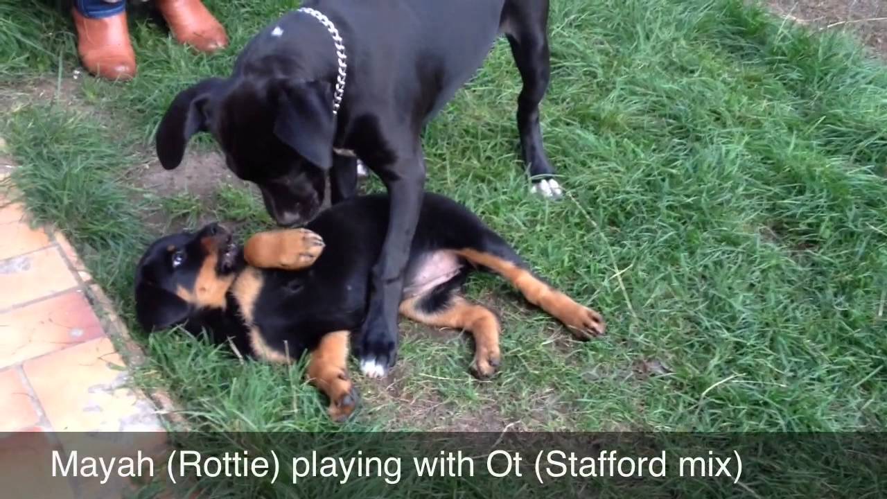 rottweiler vs boxer boxer vs pitbull vs rottweiler quotes rottweiler vs boxer boxer vs pitbull vs rottweiler quotes