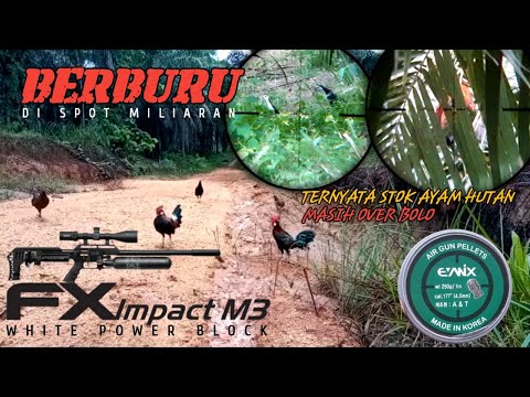BERBURU Ayam hutan di spot anti zonk, stok ayam hutan disini masih melimpah @huntergumarapus1833
