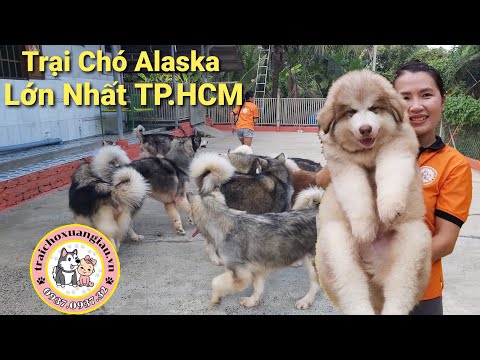 TRẠI CHÓ ALASKA LỚN NHẤT TP.HCM | Trại Chó Xuân Giàu | Liên Hệ : 0937. 0937. 32