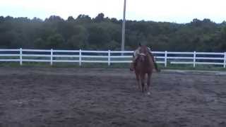 Batt Man Filly July 2014 Out Side