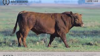 LOTE 100 - TOUROS ANGUS - LEILÃO VIRTUAL SÃO BIBIANO 2020