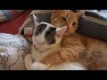 فيلم سكس كامل الحق قبل الحذف - افلام سكس - افلام اغراء - شرموطات2014