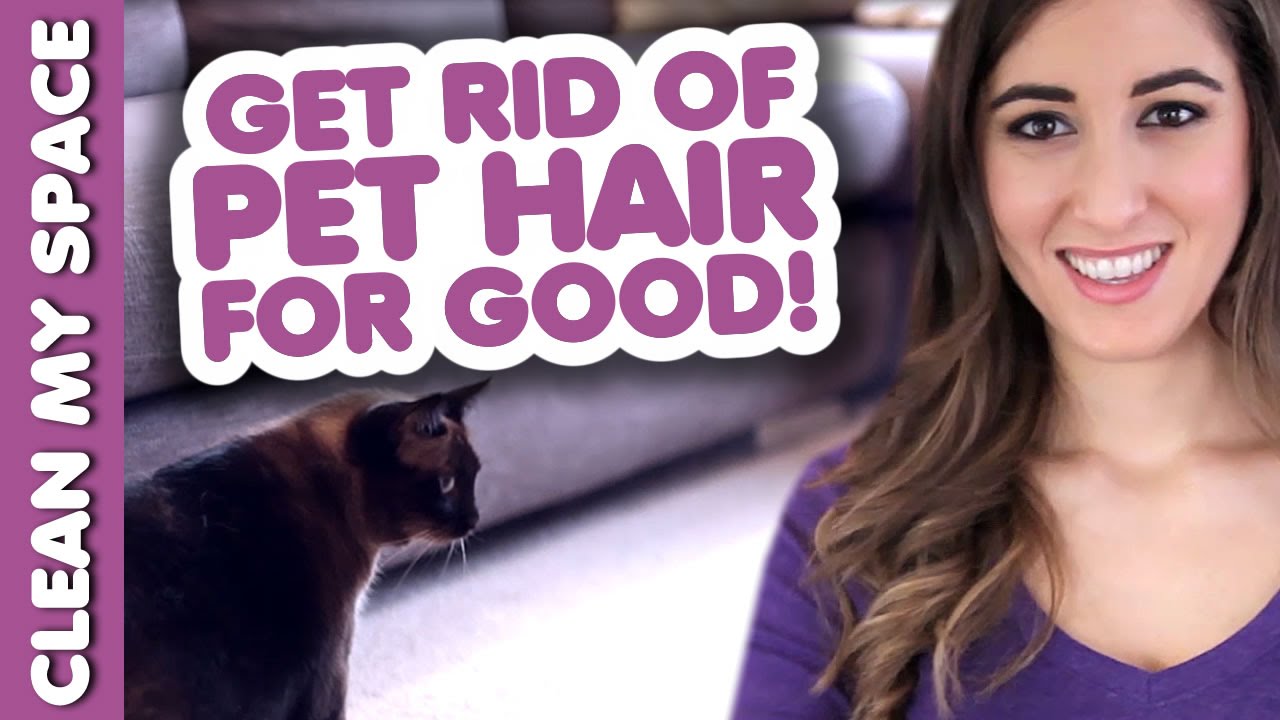 Clean Pet Hair for GOOD! How to Clean Up After Your Pets