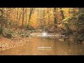1 Hour Autumn Rain - "Relaxation Series" - (Full HD 1080p)