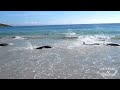Incredible Dolphin Rescue - 30 Dolphins Stranded and Saved