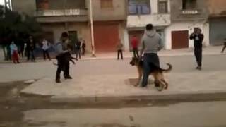 Video Plus - Berger Allemand Vs Pitbull Combat Part1