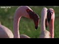 Fish Eagle Hunting Flamingos (Narrated by David Tennant) - Earthflight - BBC One