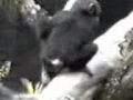 el mono cochino.wmv