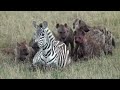 Pregnant zebra mares battles hyena clan.(graphic content)