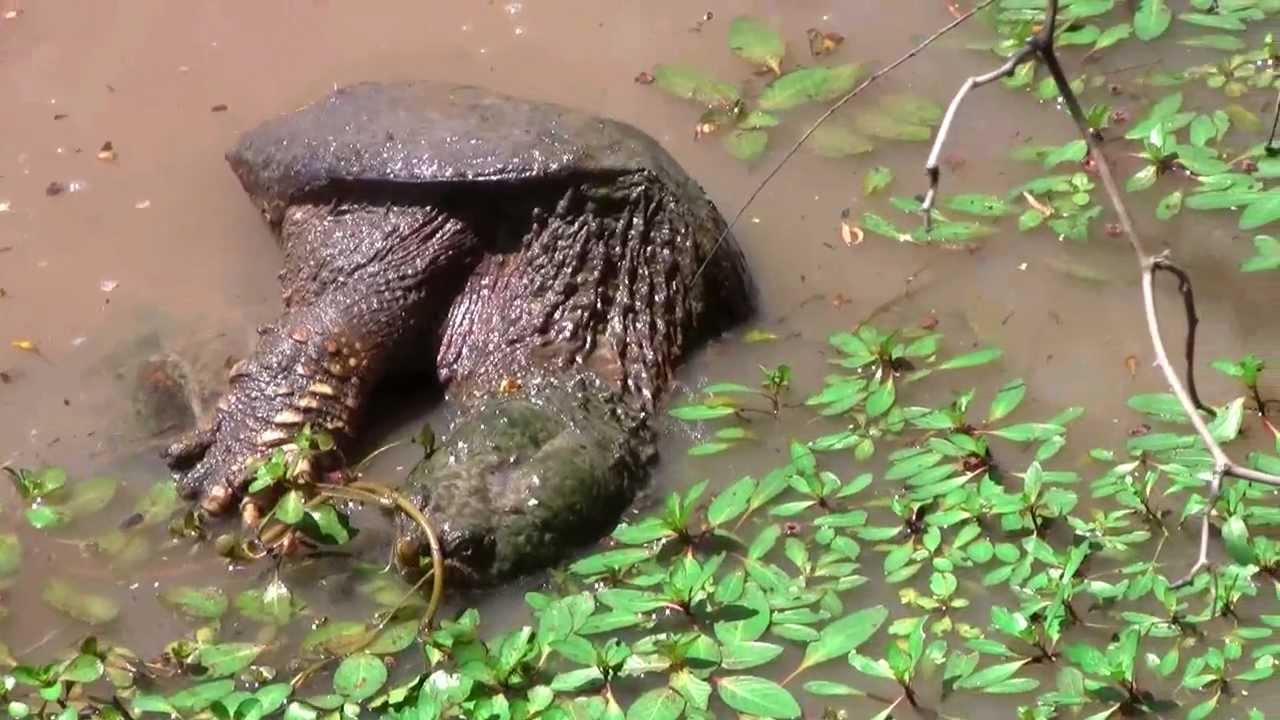 Mating Alligator Snapping Turtles in Texas - Love - YouTube