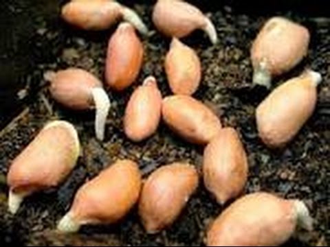 Посадка арахиса и уход за ними Посадка арахиса и уход за ними
