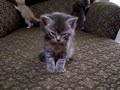 vid