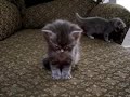 vid
