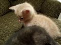 vid