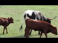 Longhorn Longhorn